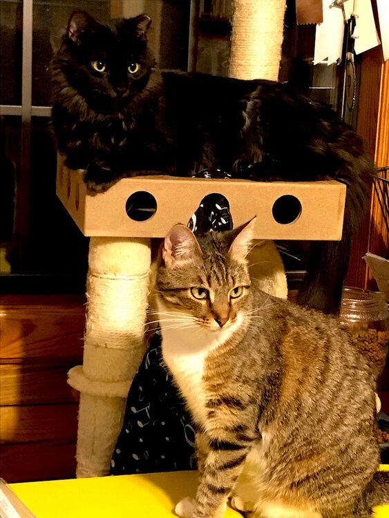 Grand Kitties