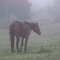 POD#8 - Horse In Fog