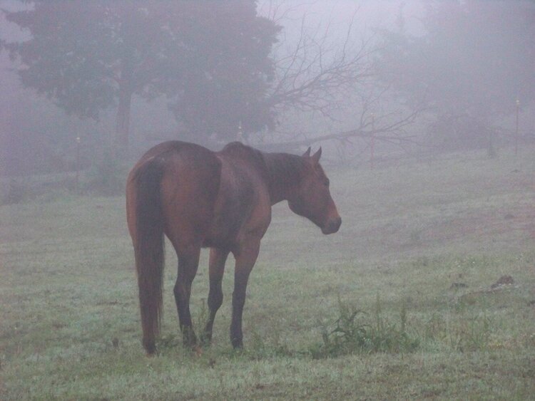 POD#8 - Horse In Fog