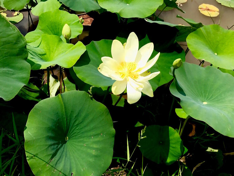 Water Lily Study