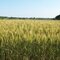 POD #13 - Wheat In The Field