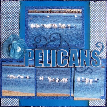 Pelicans