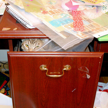 Toby in Scrap Drawer