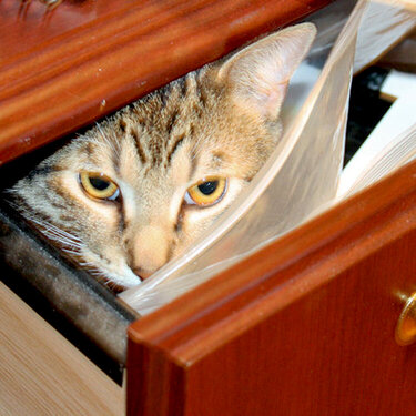 Toby in drawer