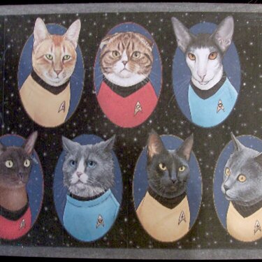 Star Trek Kitties