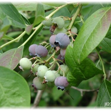 Oregon Blueberries
