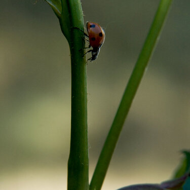 Ladybug on rose stem - small things photo assign.