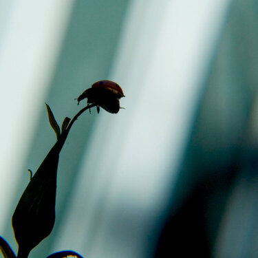 Ladybug on a rose - small things photo assign.
