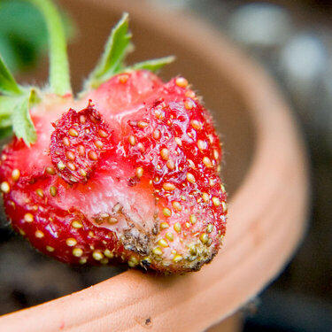 My sad strawberry - small things photo assignment