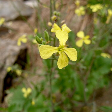 little yellow flower - august 20