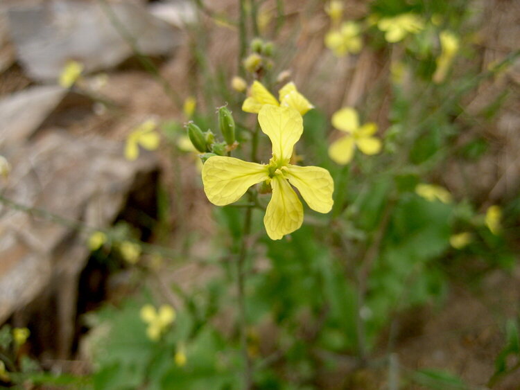 little yellow flower - august 20