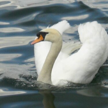 Swan in Zrich