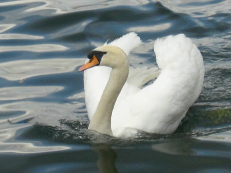 Swan in Zrich