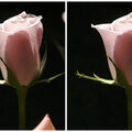 Cloning example-rose