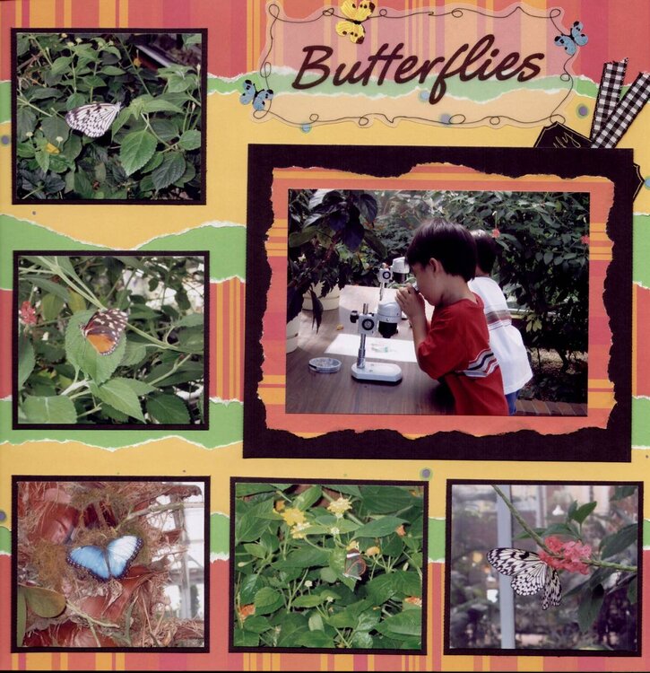 Butterflies