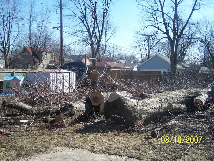 tree work yuk