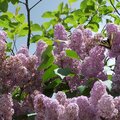 Butterfly on lilacs - June 13