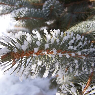 Snow on Tree