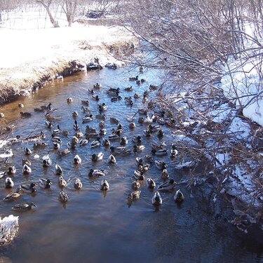 Duckies (March 8)