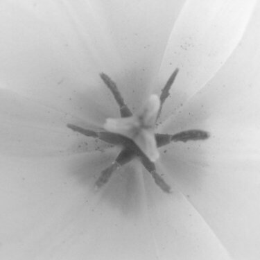 Two different types of photo in ONE -- Mini Challenge #2 and June 9th picture