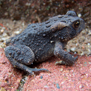 Frog (I mean TOAD, LOL)