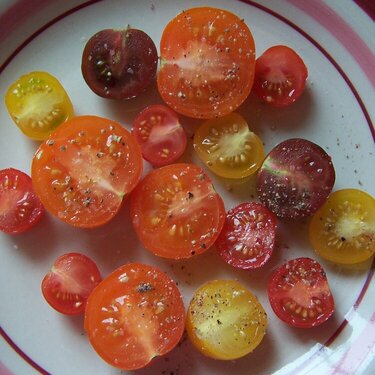 Tomatoes (March 12)