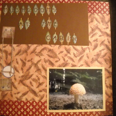 Mushrooms at the cabin