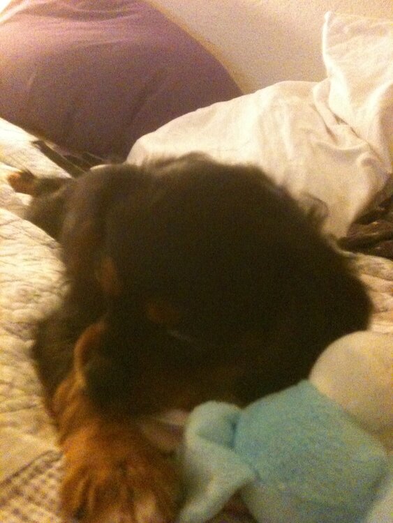 I&#039;ll pretend I&#039;m chewing on the toy instead of moms quilt
