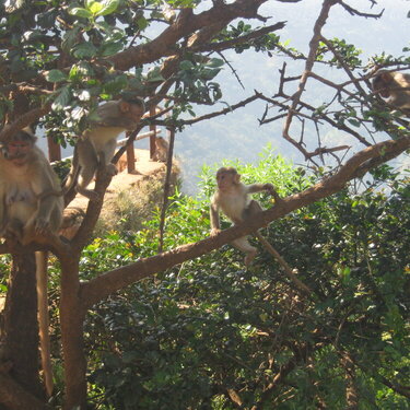 Monkeys in the Natural