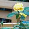 POD - Bloom Yellow Rose of Texas