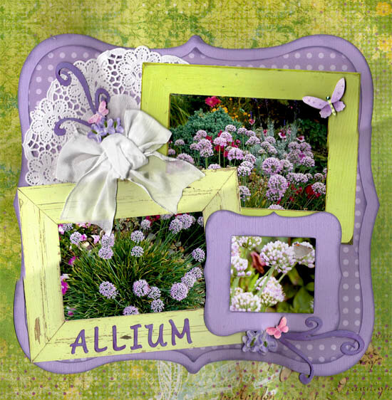 Allium