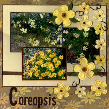 Coreopsis
