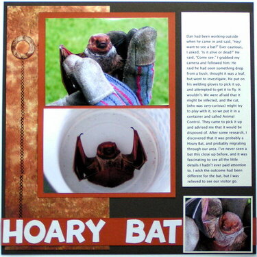 Hoary Bat ( dec 16th sketch)
