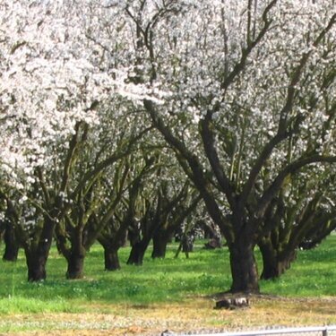 Almonds in bloom