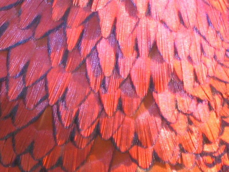 Pheasent chest feathers