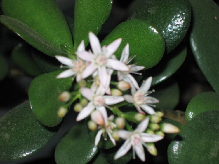 Jade plant flowers