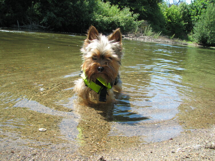 Bud at the river
