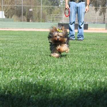 March 13 One happy puppy