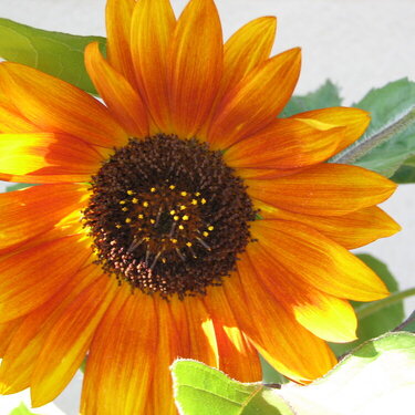 July 13 Pretty sunflower