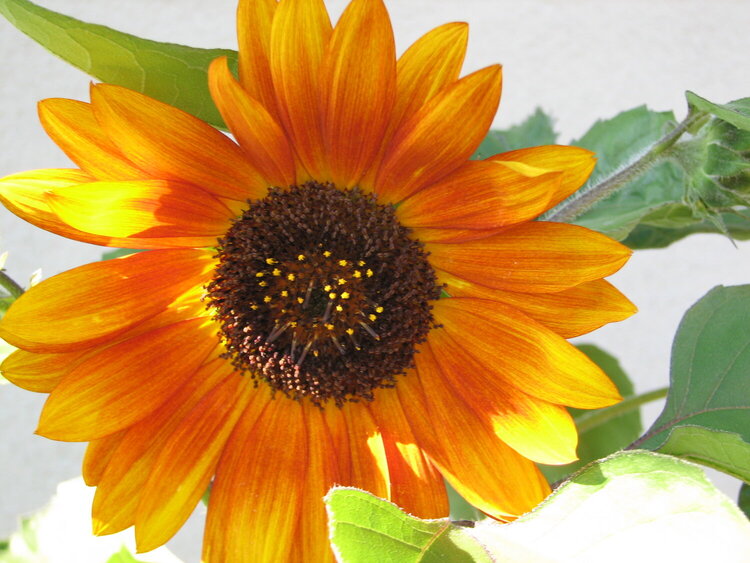 July 13 Pretty sunflower