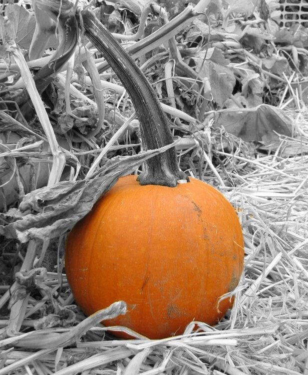 pumpkin for th Orange photo challenge