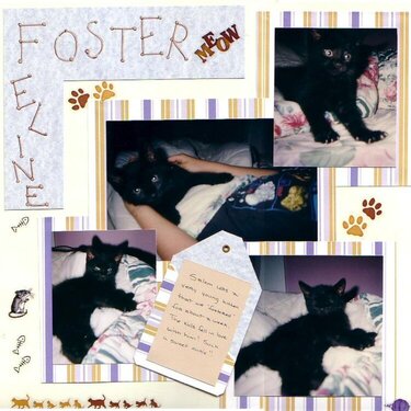 Foster Feline
