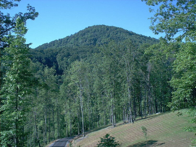 Views from our back porch at the cabin!