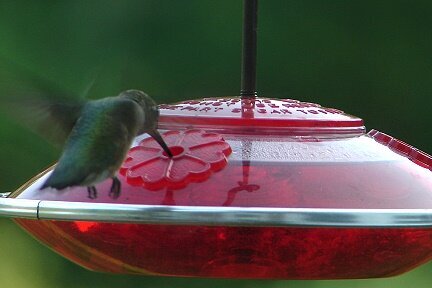 Hummer #1 Pic