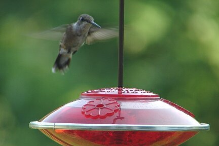 Hummer #2 Pic