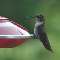 Hummer #3 Pic