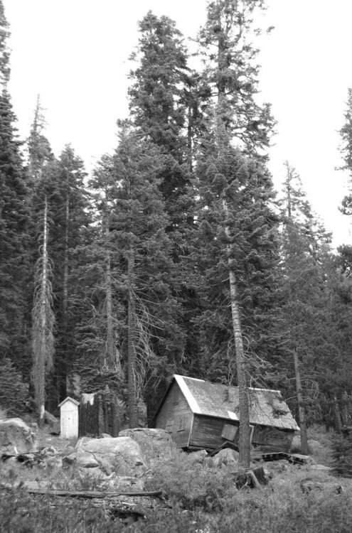 a forgotten cabin amd out house