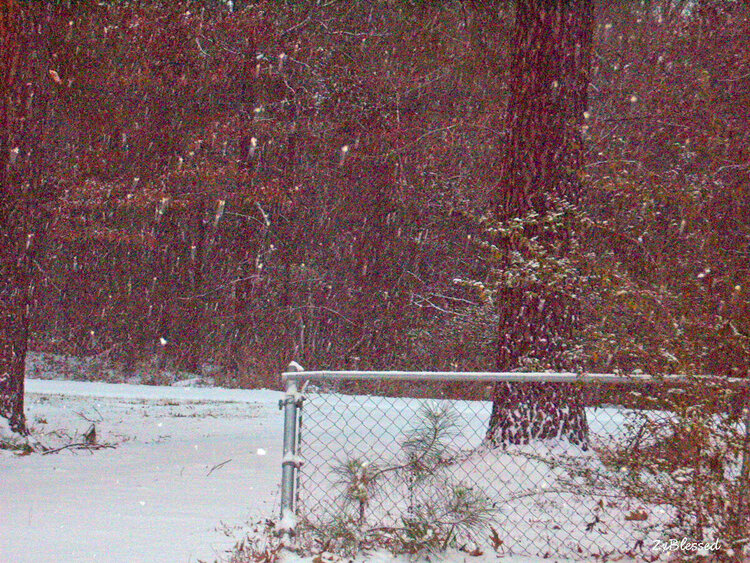 Jan. 2014 POD #7 It&#039;s Snowing Again!