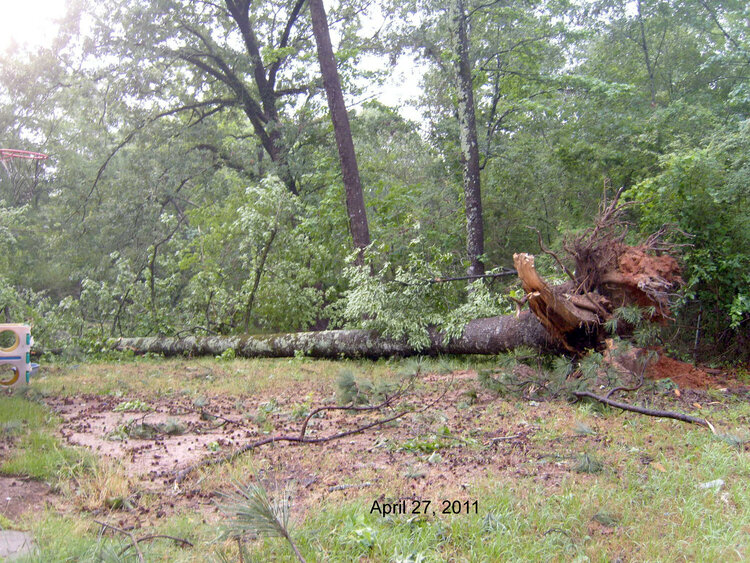 Oak Tree uprooted by the tornado April 26 - 27, 2011