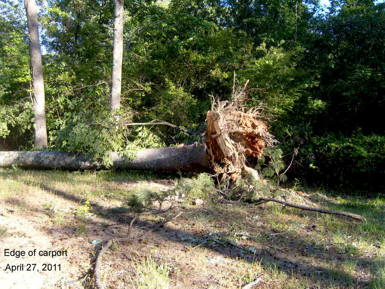 Another view of oak tree uprooted